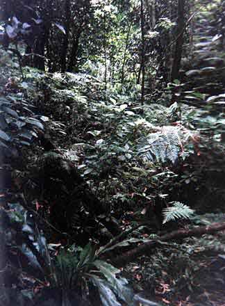 And yet more forest...